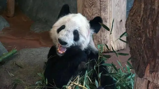 在美华人：看到丫丫的第一面，心口好像被捶了一拳