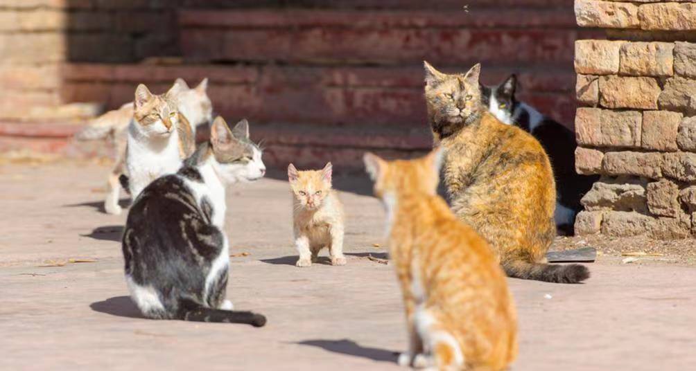 澳大利亚将对猫实行宵禁，竟是无可奈何